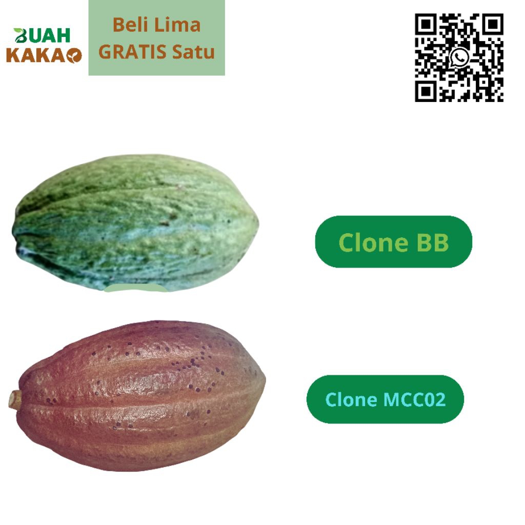 

Buah Kakao Glondongan Clone BB – Segar dari Kebun, Bisa Fermentasi & Konsumsi dan dijadikan benih