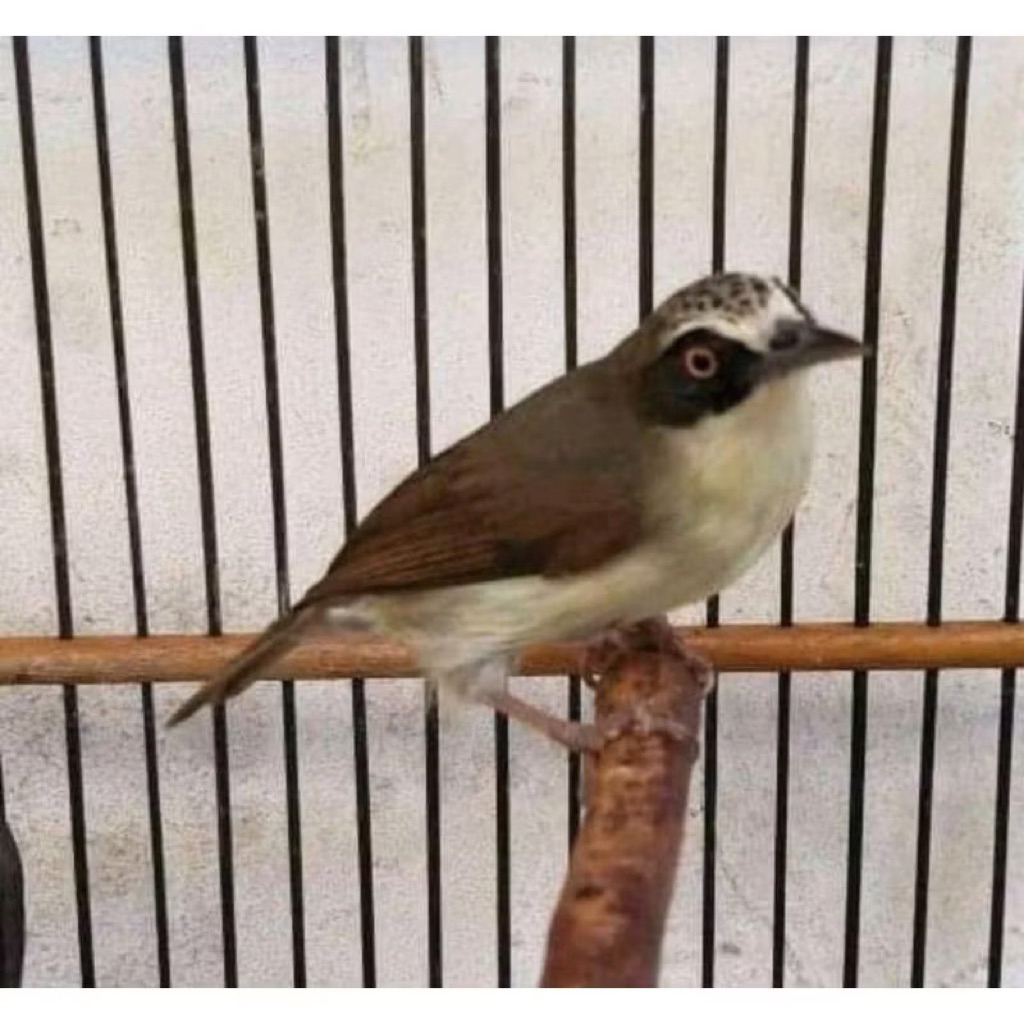 OPYOR PARUH TEBAL JANTAN PILIHAN