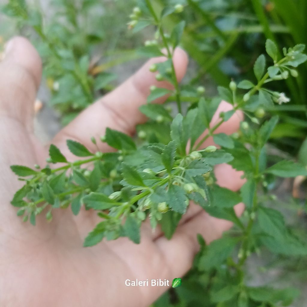 

200g Tanaman Herbal Sapu manis