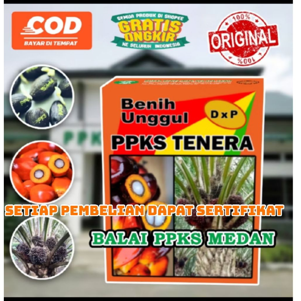 benih kecambah sawit ppks dxp tenera  (SETIAP PEMBELIAN 10 DAPAT SERTIFIKAT)