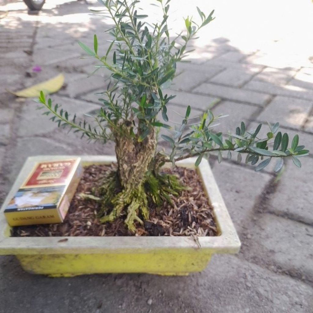 bonsai mame boxus