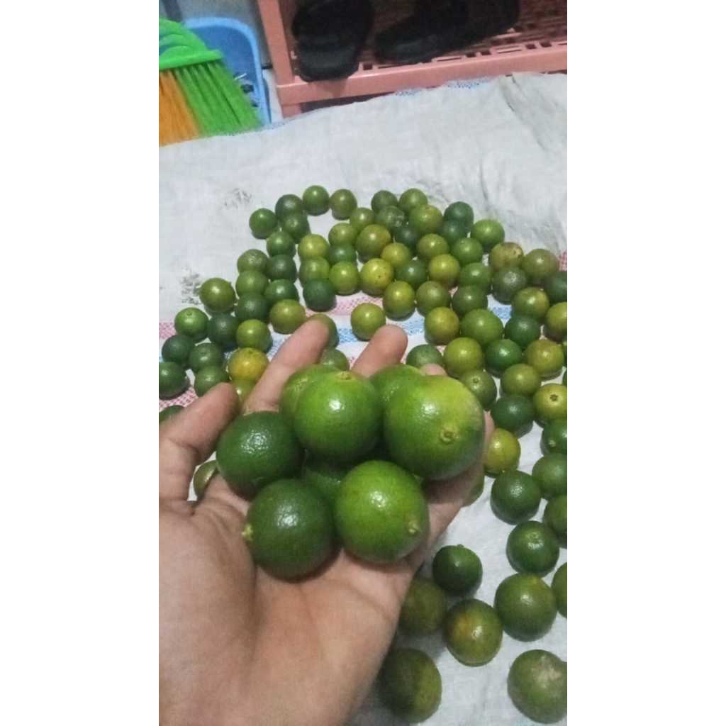 

Jeruk Peras Kasturi/Jeruk Kalamasi/Jeruk sonkit UKURAN RANDOM 10KG/Jeruk Lemon Cui