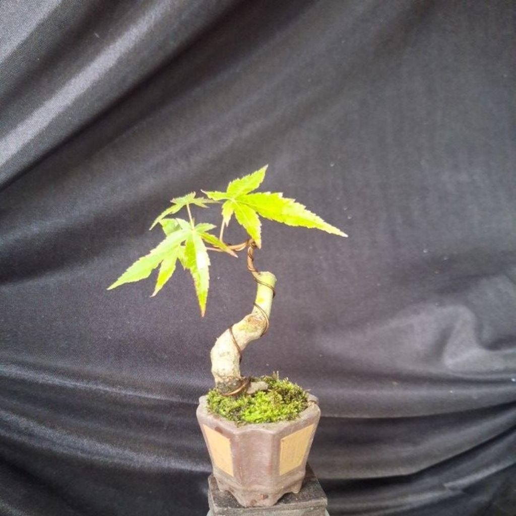 Bonsai Mini Siap Pajang dengan Tatakan Kayu