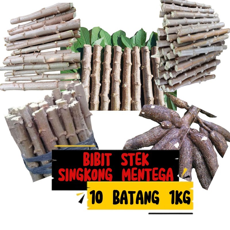

Bibit singkong keriting 10 batang besar