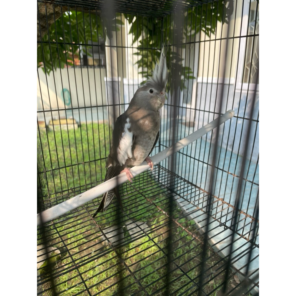 Burung Parkit Australia / Falk WF White Face Betina