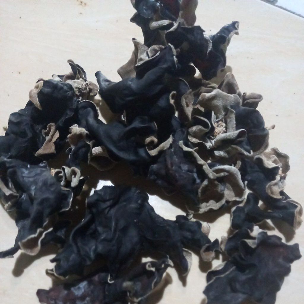 

jamur kuping kering ukuran medium mushrom black ear