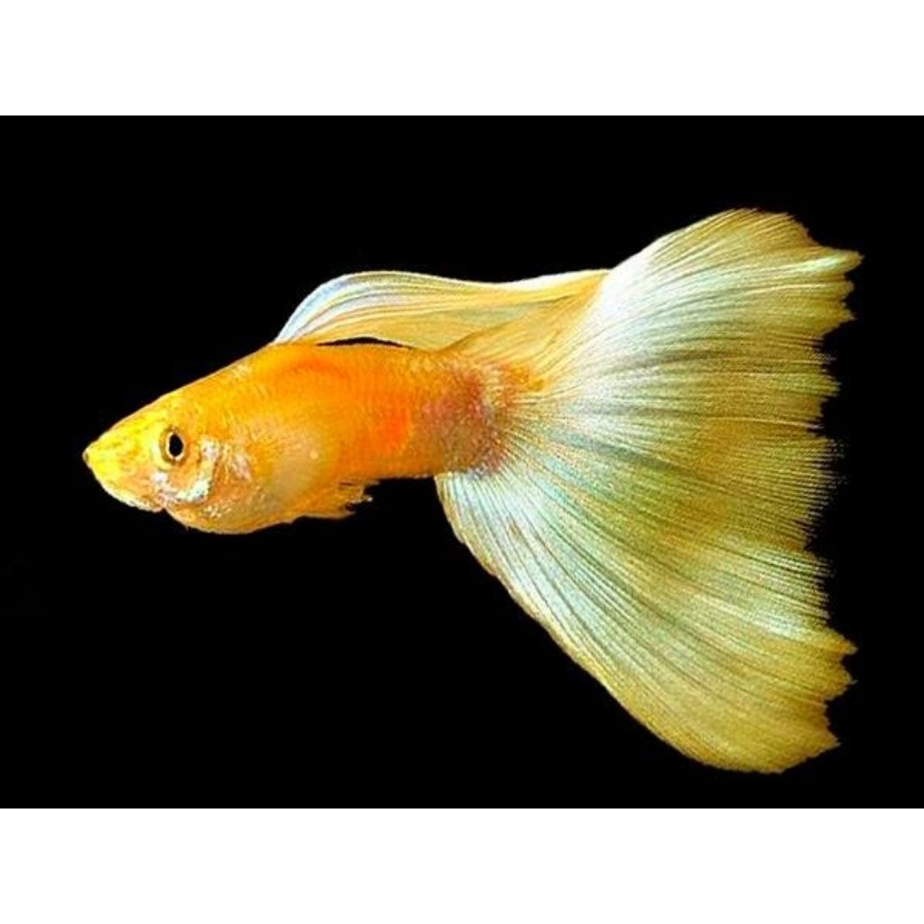 hiasan aquarium guppy afg albino full gold paket 4