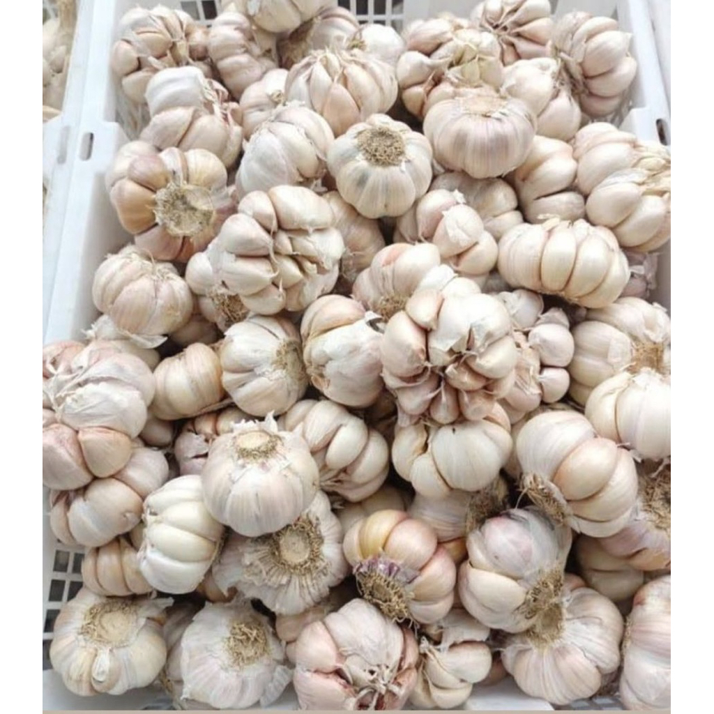 

Bawang putih kualitas super