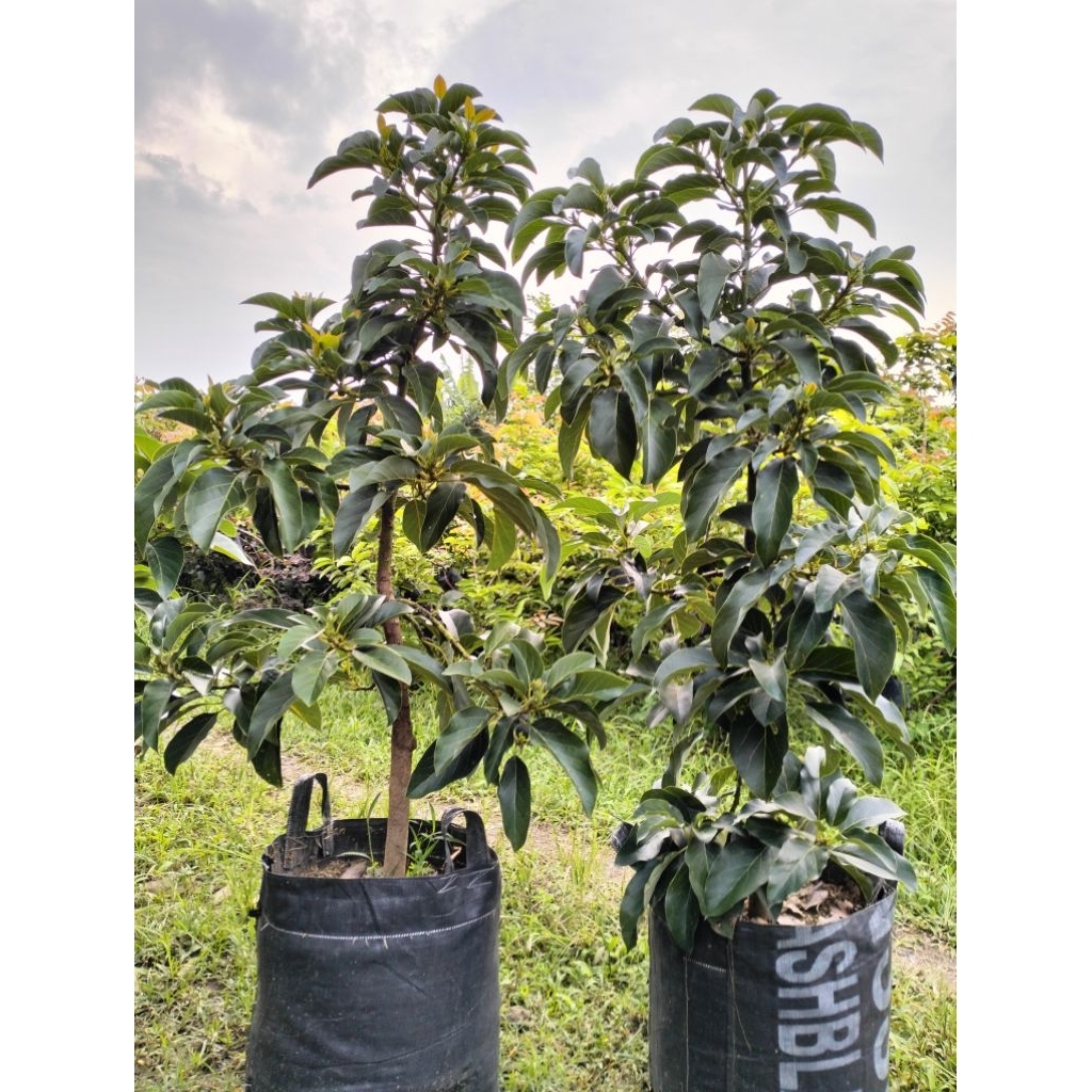 

ALPUKAT INDUKAN SIAP BUAH CARGO 15