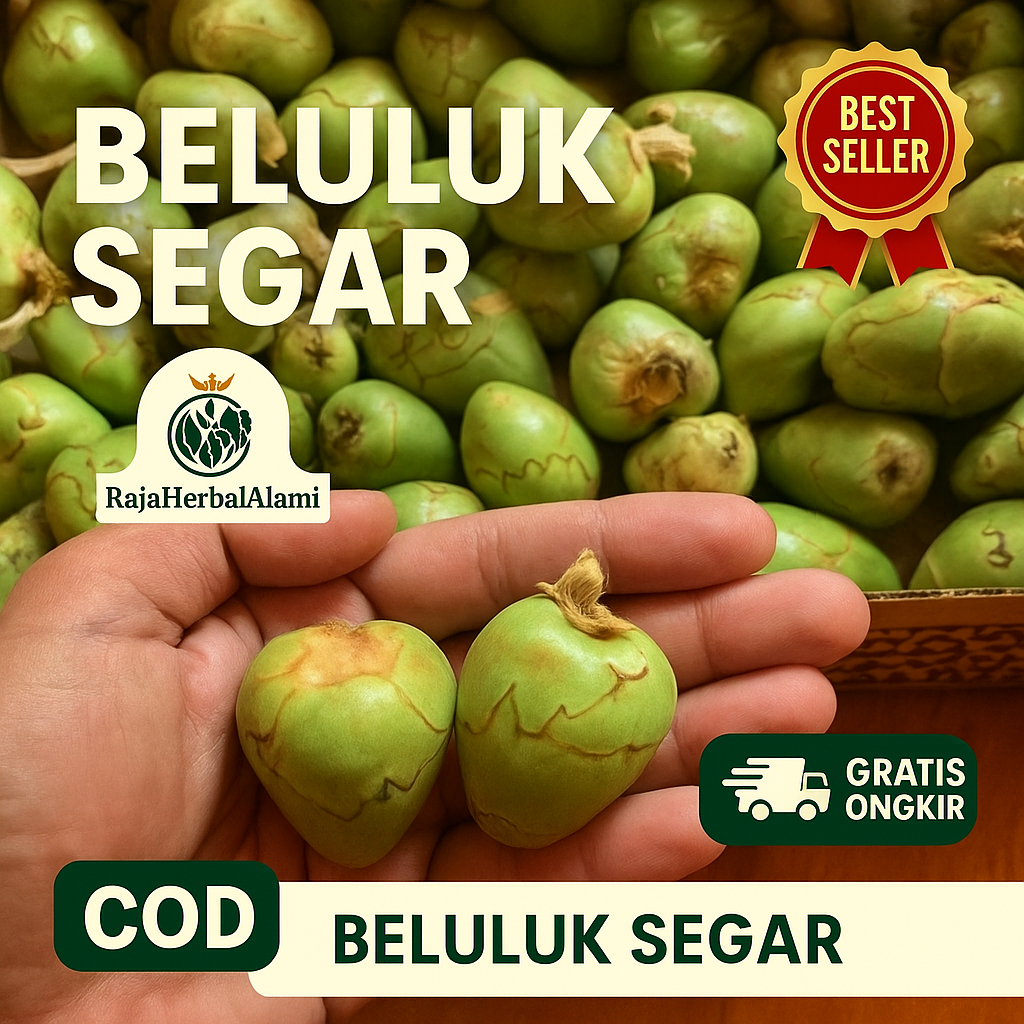 

Beluluk Buah Kelapa Kecil Segar Per 1 Biji Terlaris