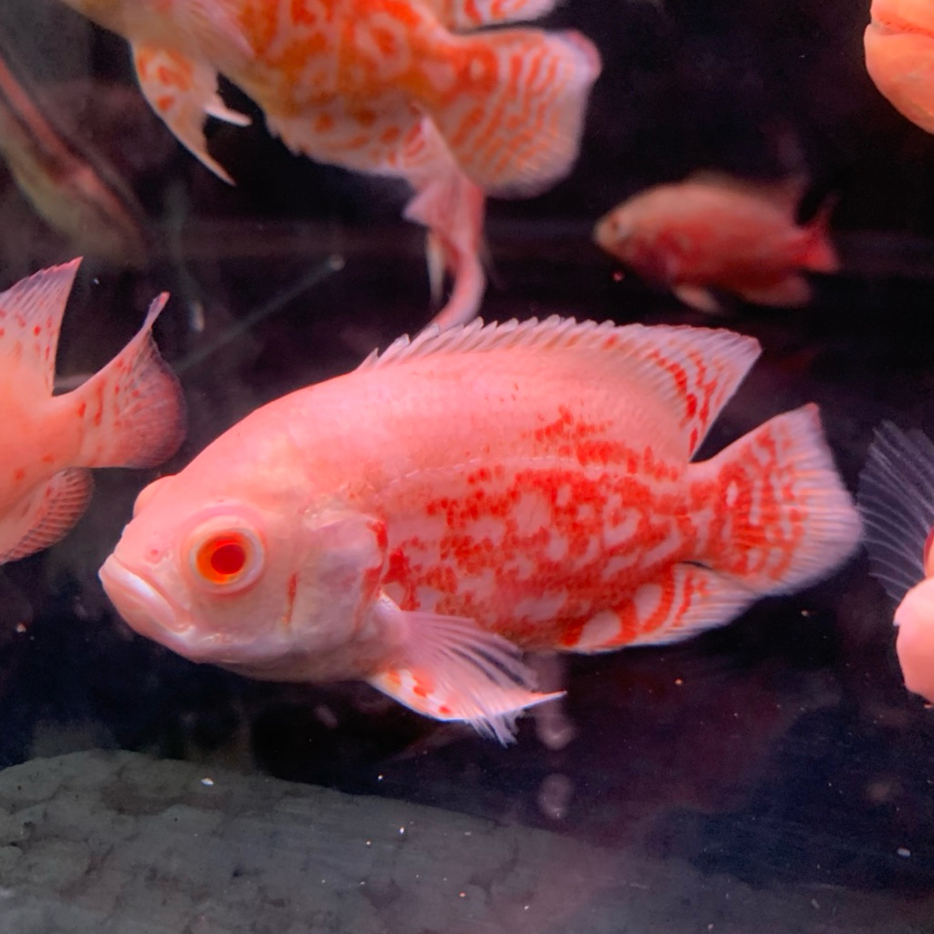 DEKORASI OSCAR ALBINO NEMO