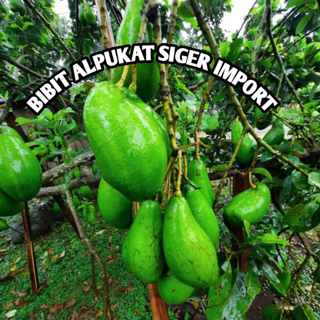 bibit alpukat siger ( alpukat import siger
