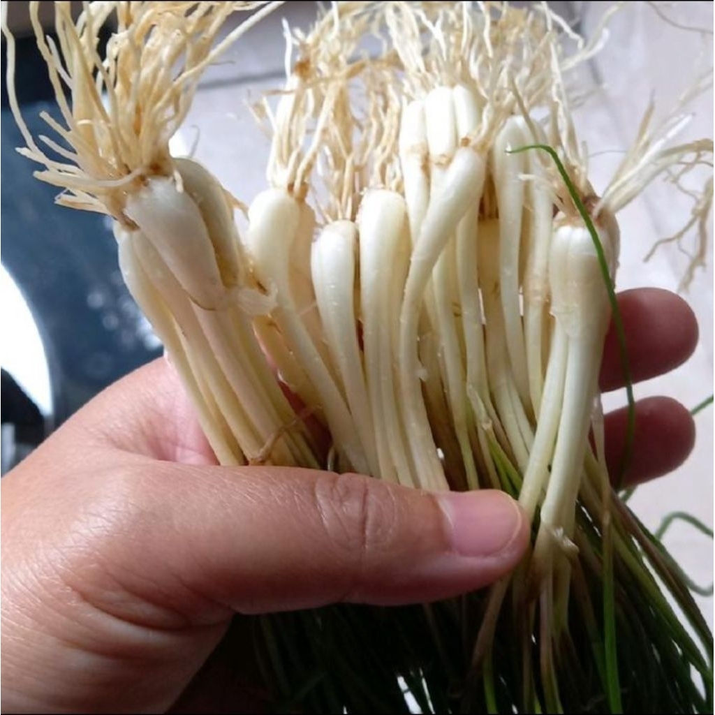 

bawang kuncai 250 gram