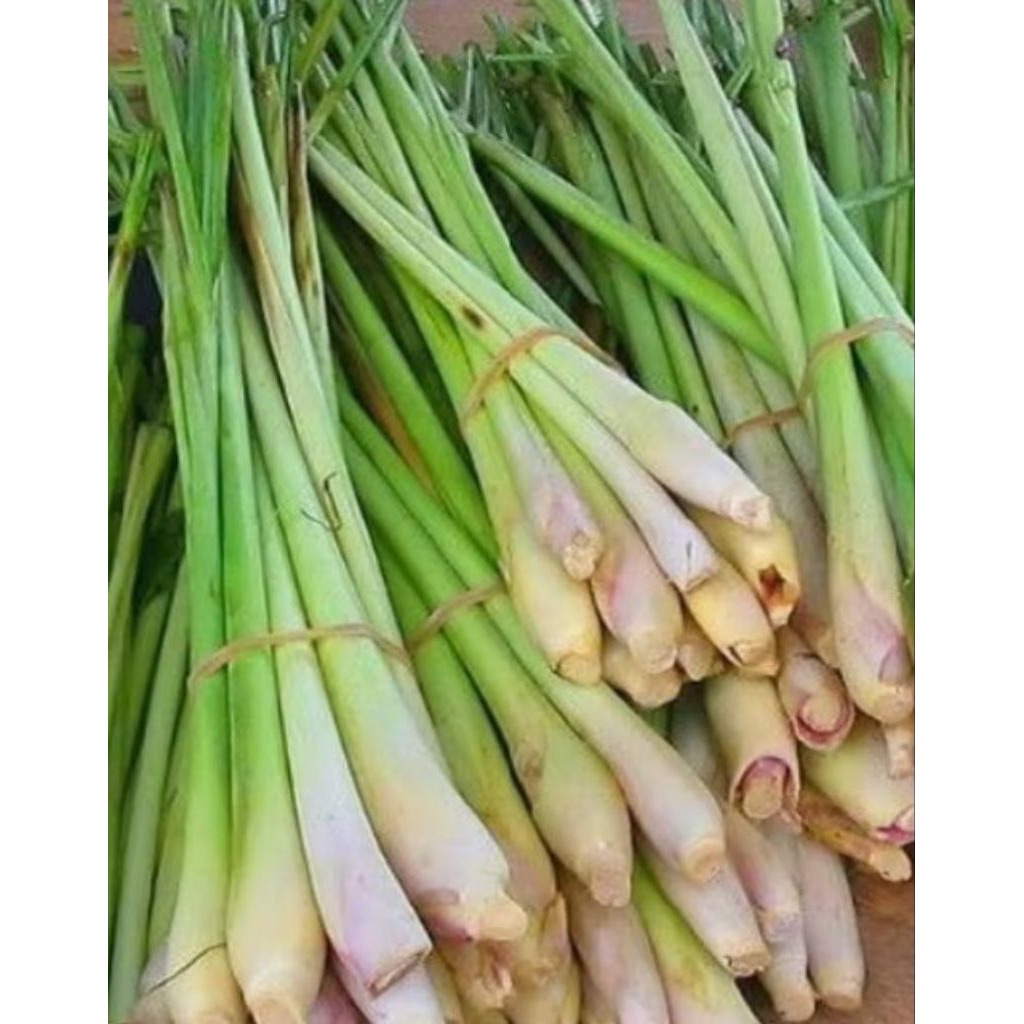 

jual sereh sayur seger 1 kg