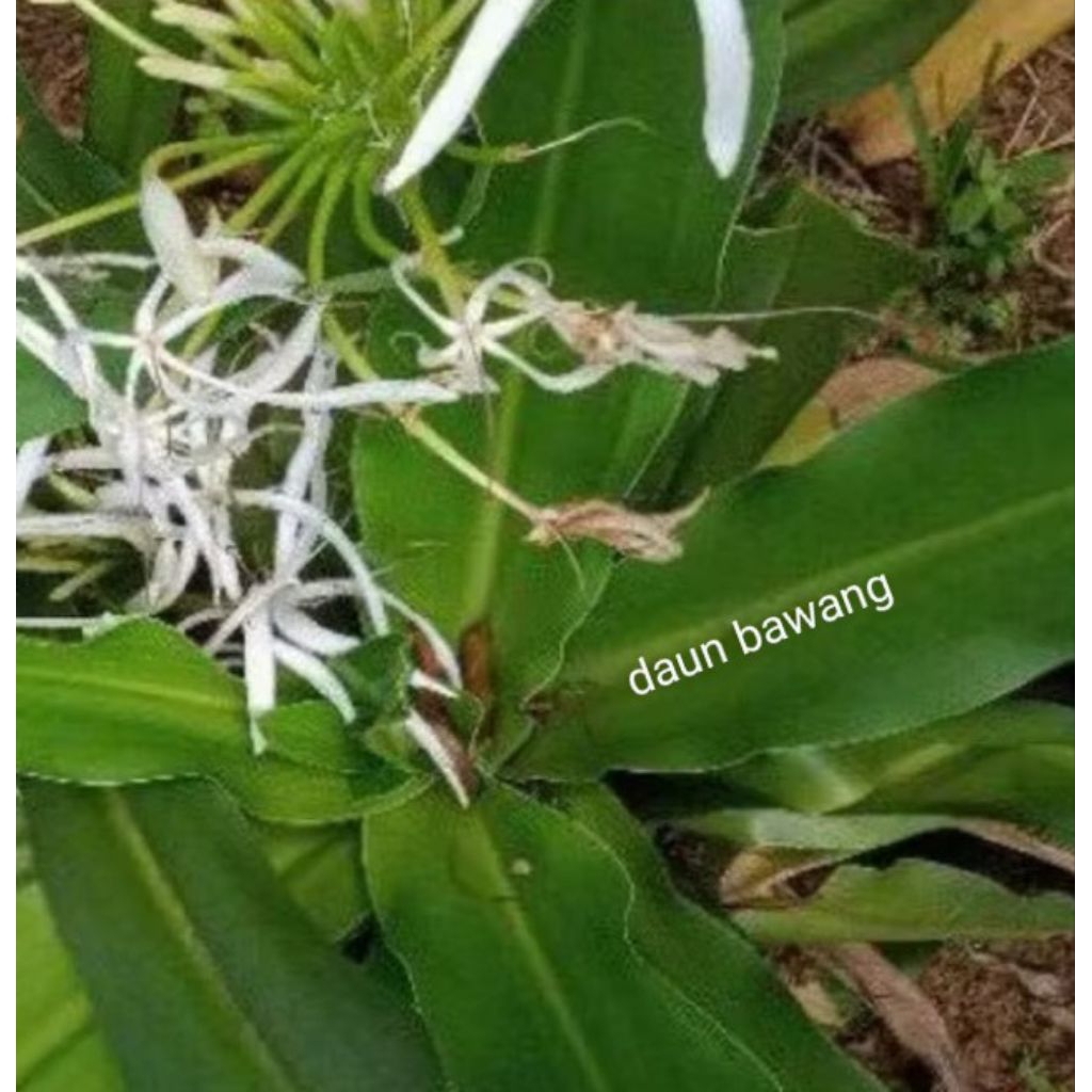 

daun bakung seger 250 gr