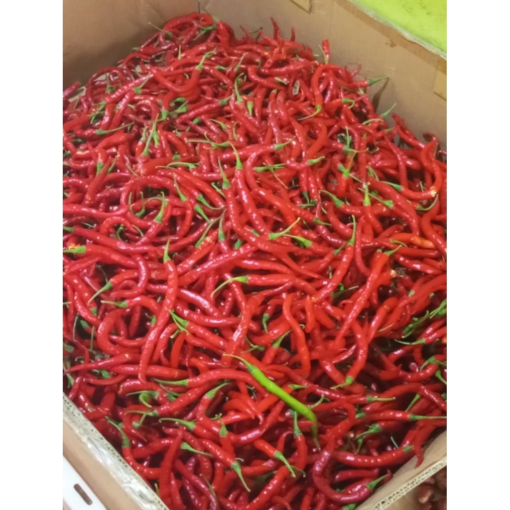 

cabai merah