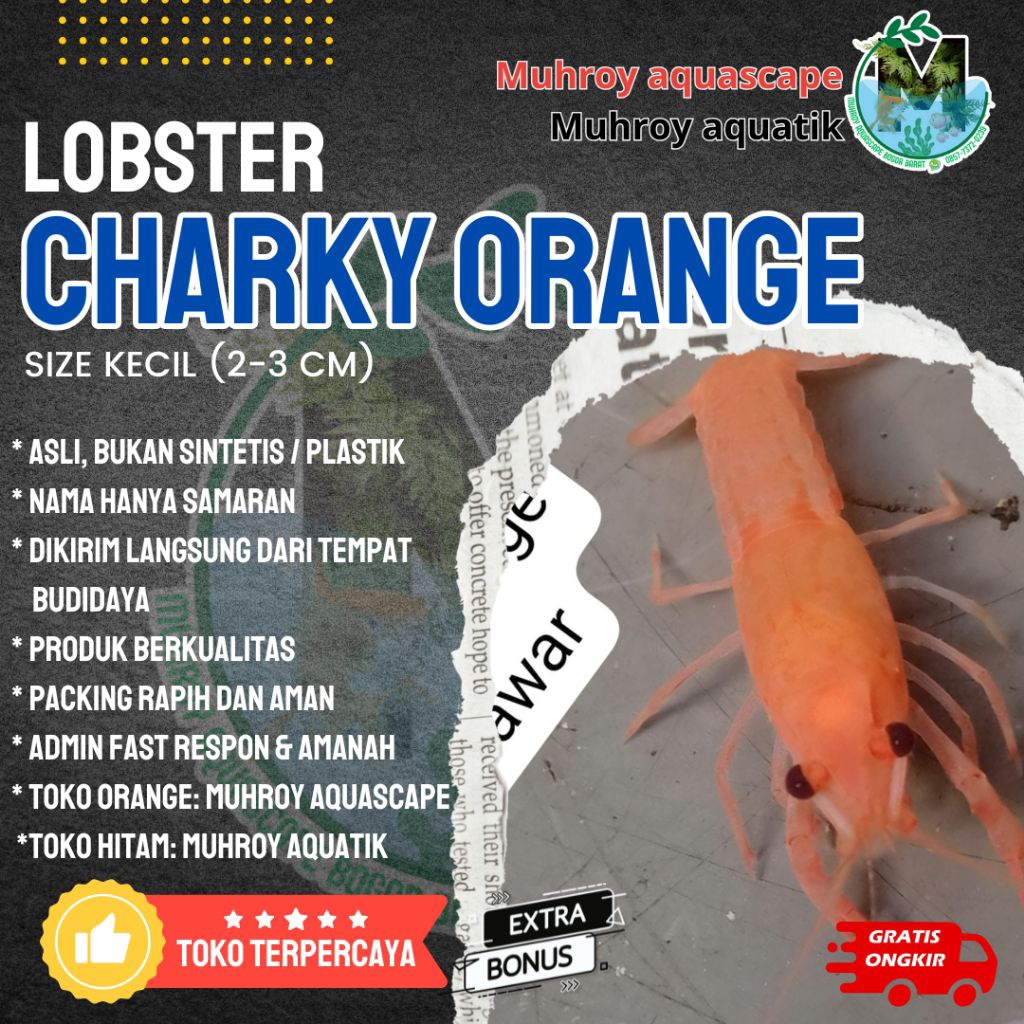 Stiker lobster orange / charky hiasan akuarium /kebutuhan akuarium