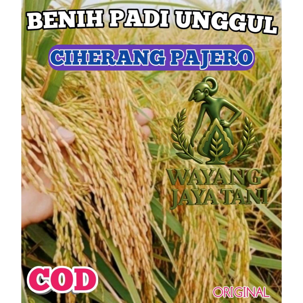 BENIH PADI UNGGUL CIHERANG PAJERO KEMASAN 2KG