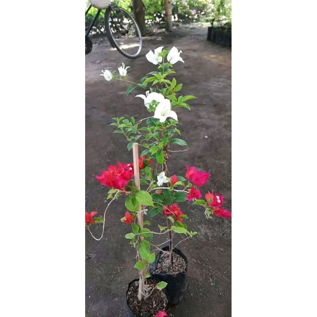 Bougenville paket Merah putih/putih Bangkok X red chili