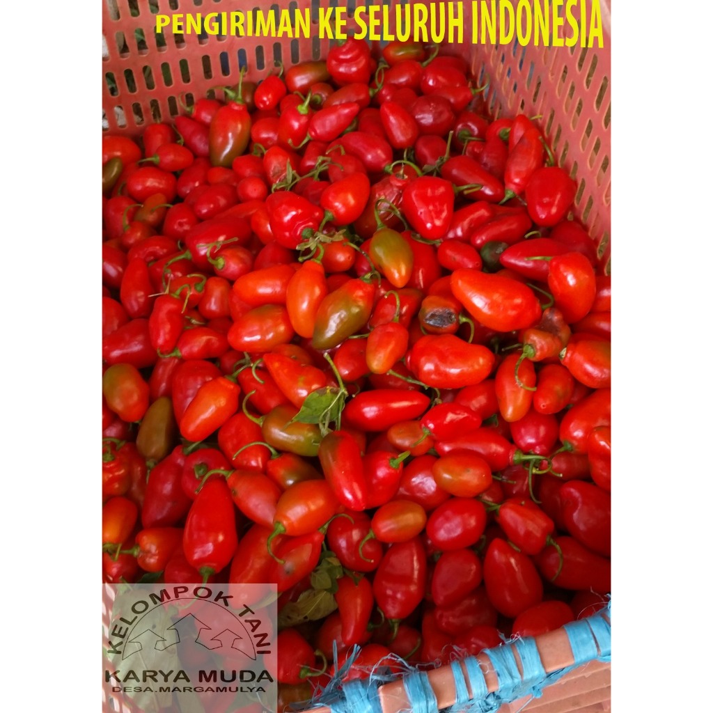 

CABE GENDOT MERAH 500GR / CABE BENDOT MERAH 500GR FRESH BANDUNG / CABAI GENDOT MERAH FRESH