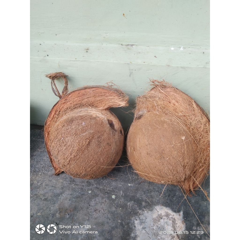 

kelapa santan jumbo kelas A 1 (a 2)