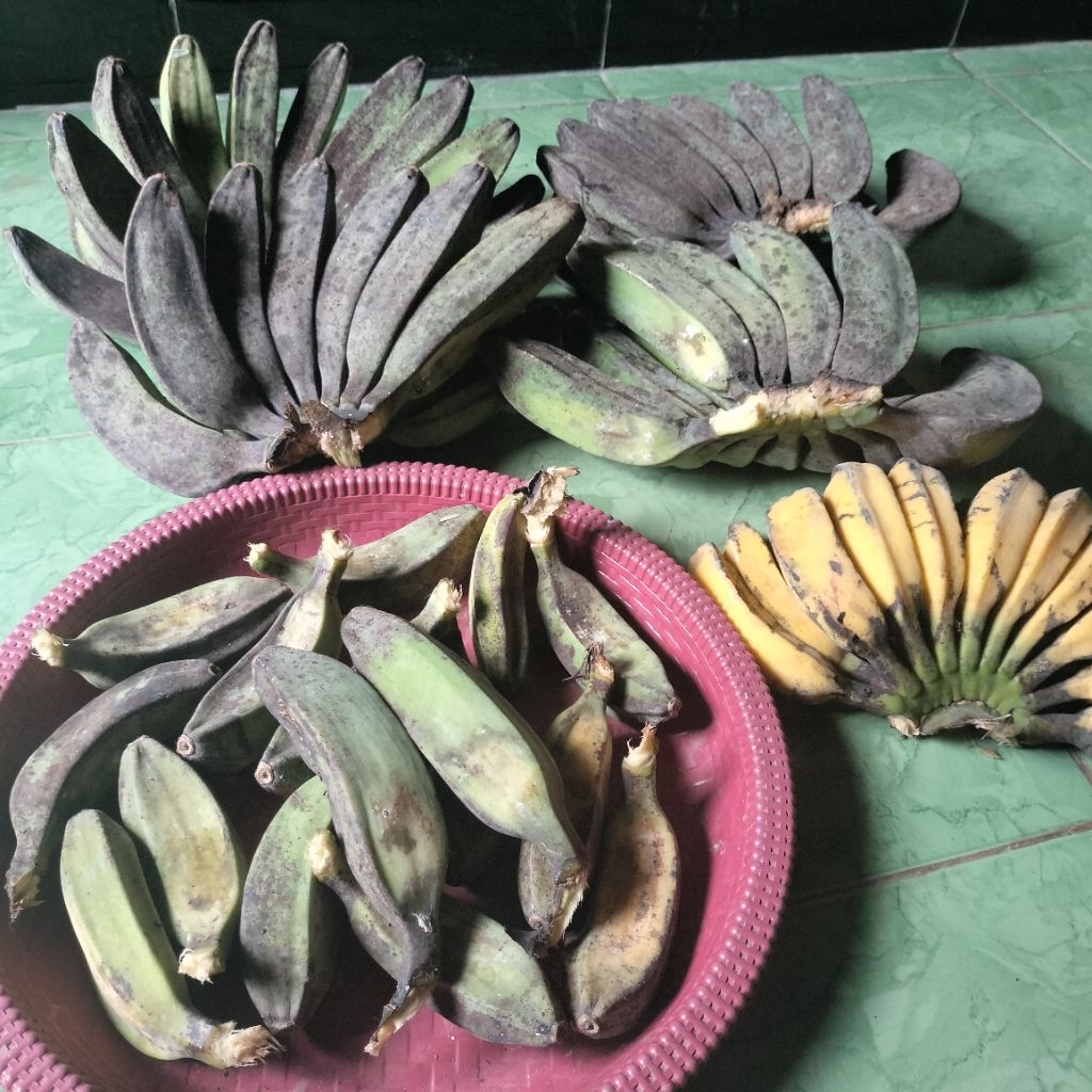 

Buah pisang kepok mentah sudah tua mengkal mau matang