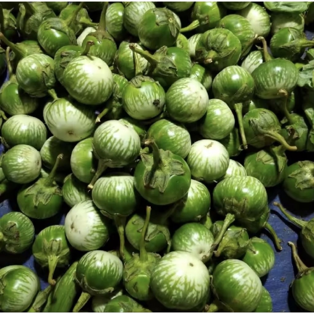 

Terong Lalap Hijau Terong bulat segar