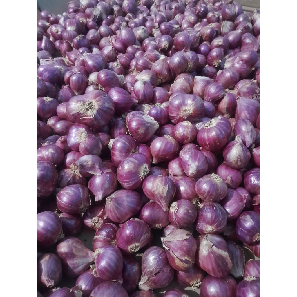 

bawang murah / bawang probolinggo 500 gr