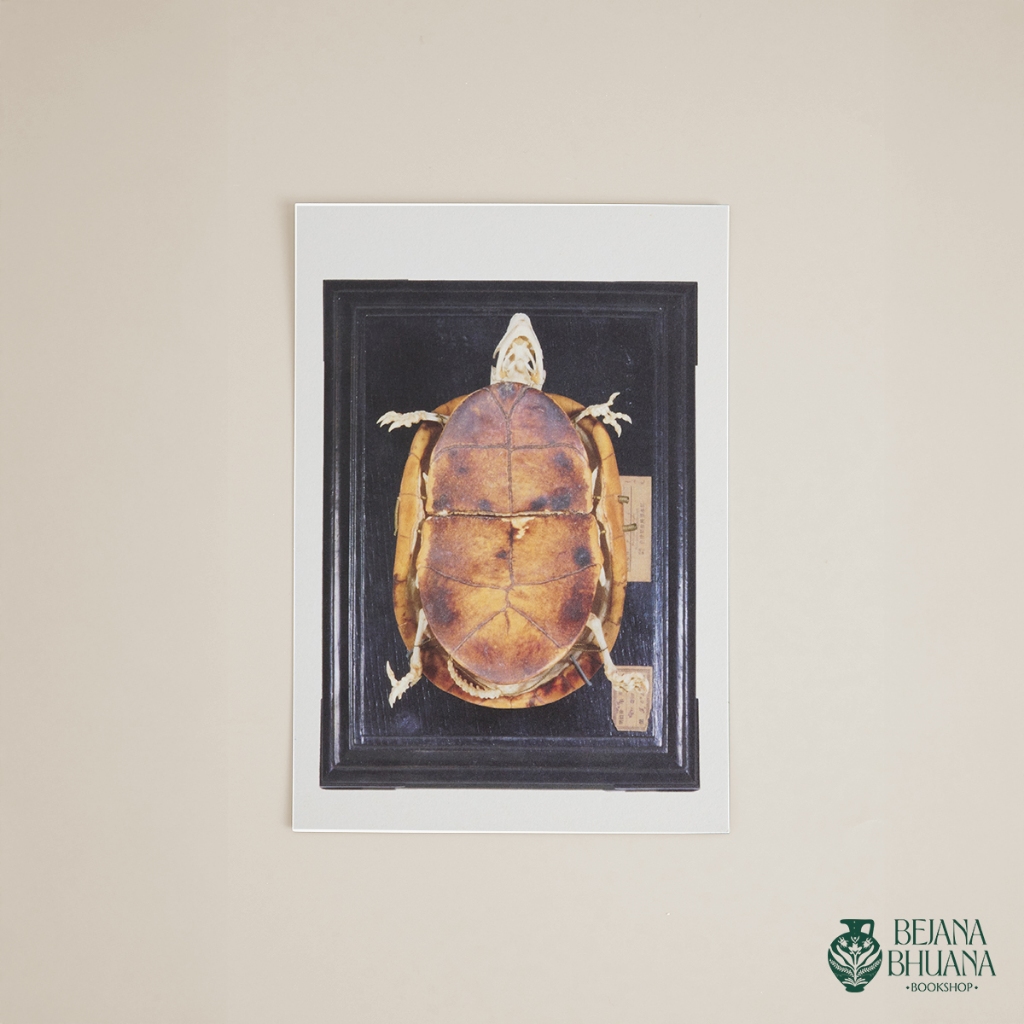 

TURTLE POST CARD | KURA-KURA POST CARD | JAPAN POST CARD | BEJANA MERCHANDISE
