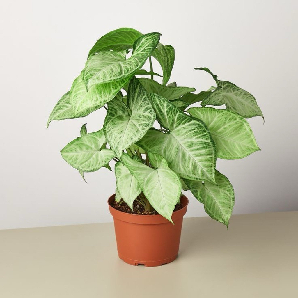 tanaman hias syngonium putih - syngonium putih