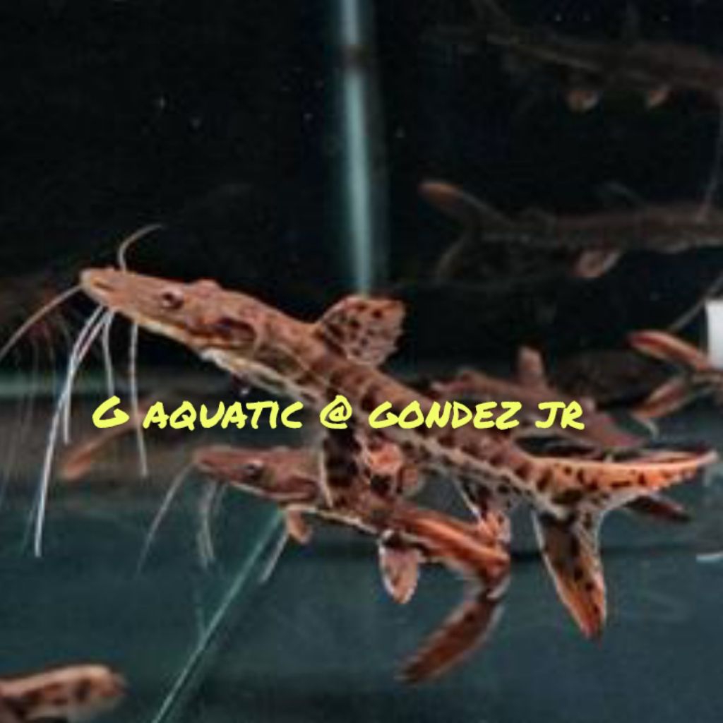 ikan Tiger catfish size 11-12cm