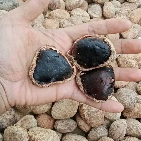 

Kluwek Rawon ,Kluwak Hitam 1 KG, Kepayang, Picung Full Hitam Untuk Masakan Rawon