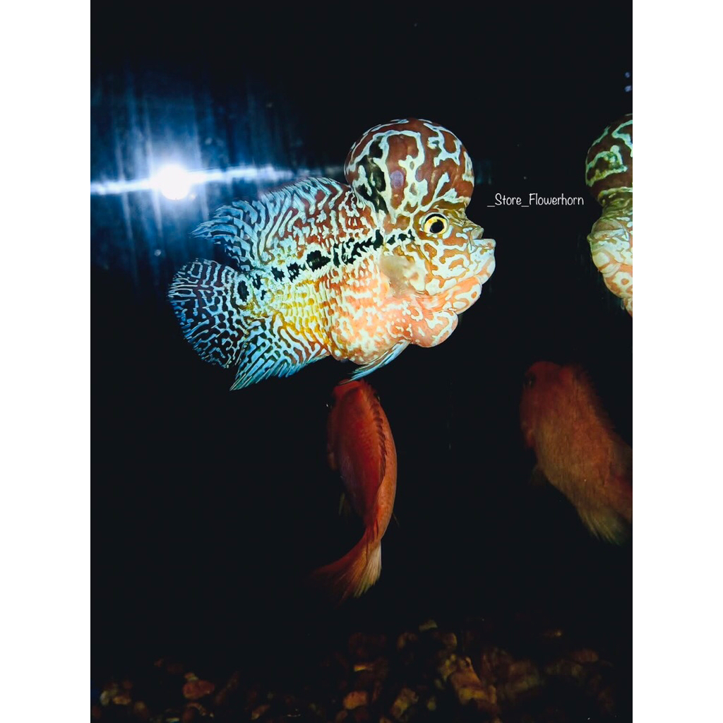 Sellyliavitaliavita Burayak Louhan Srd(Super Red Dragon) Sb/Shortbody