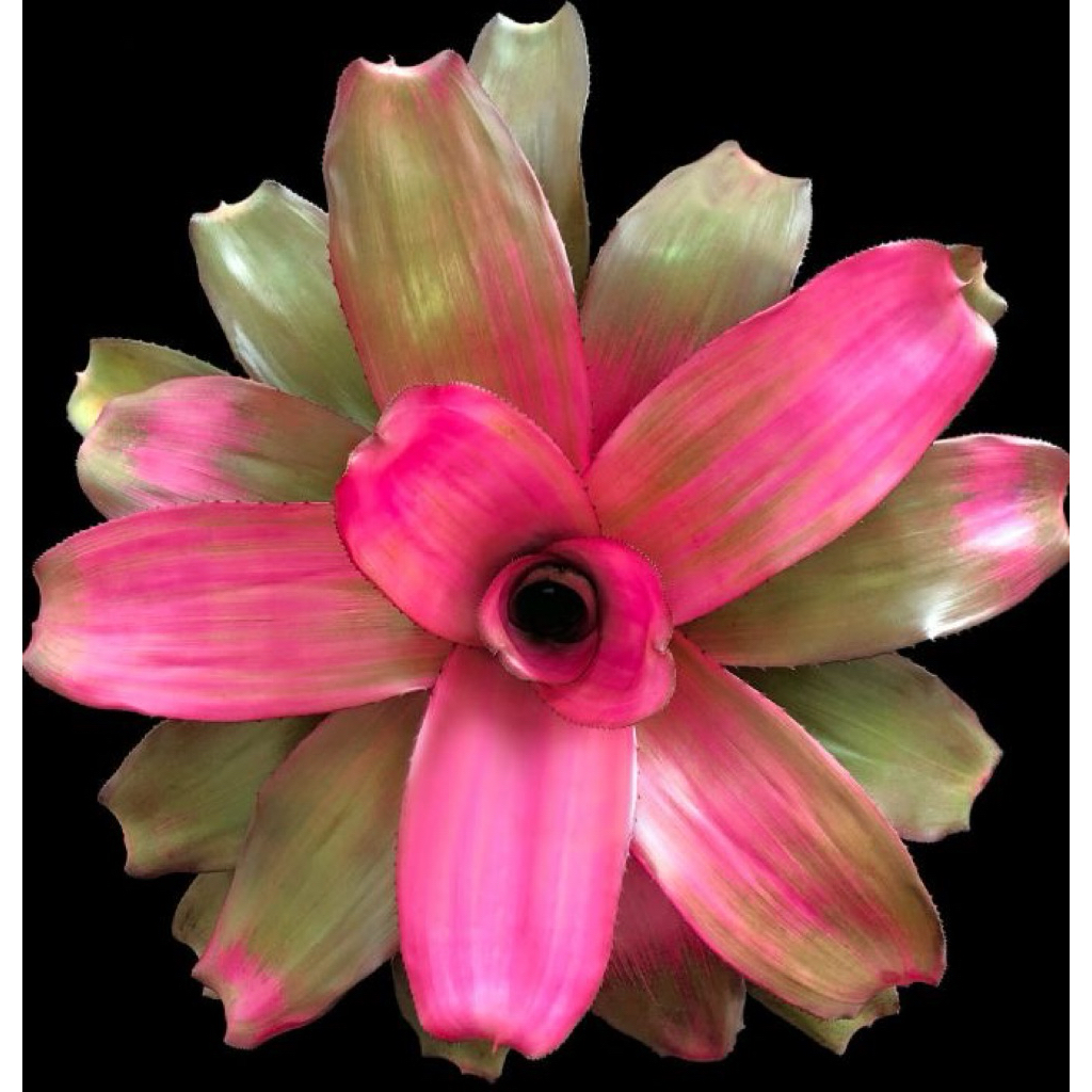 tanaman hias bromelia pink crimson - bromelia pink