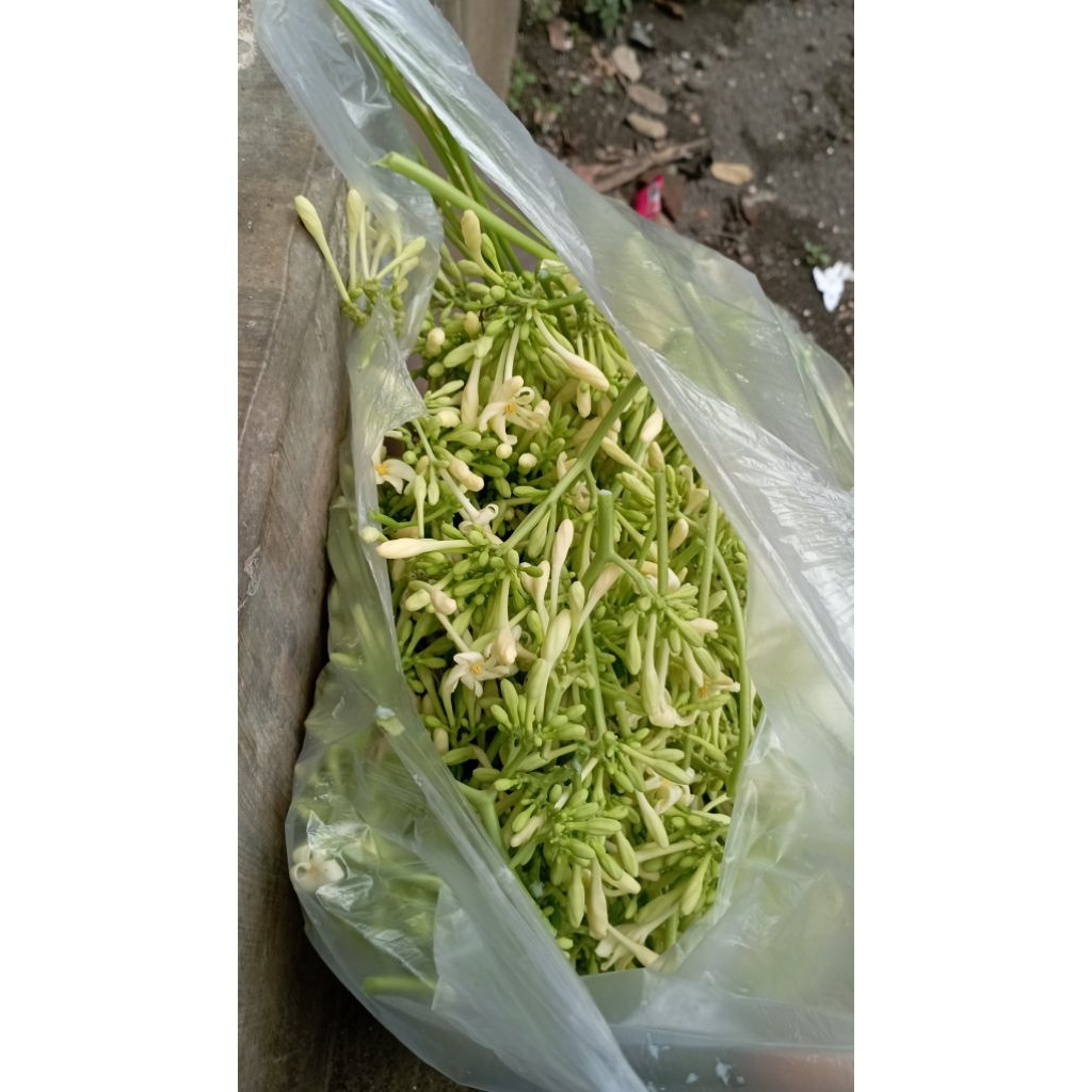 

Kembang kates gandul bunga pepaya sayur