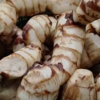 

umbi ganyong/ganyol segar dadakan pulen