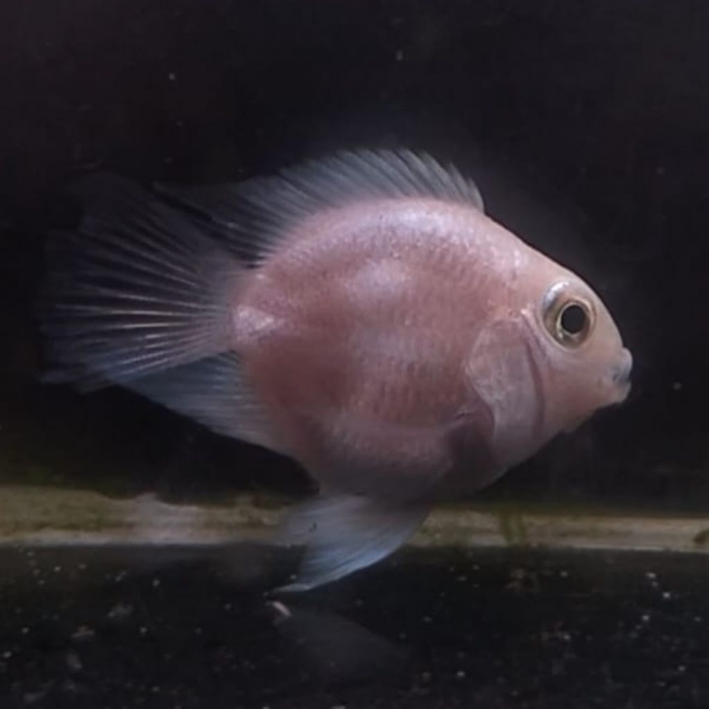 Platinum Polar Parrot Super Bulat Ikan Parrot Platinum Pollar Bulat Lucu Gemoy