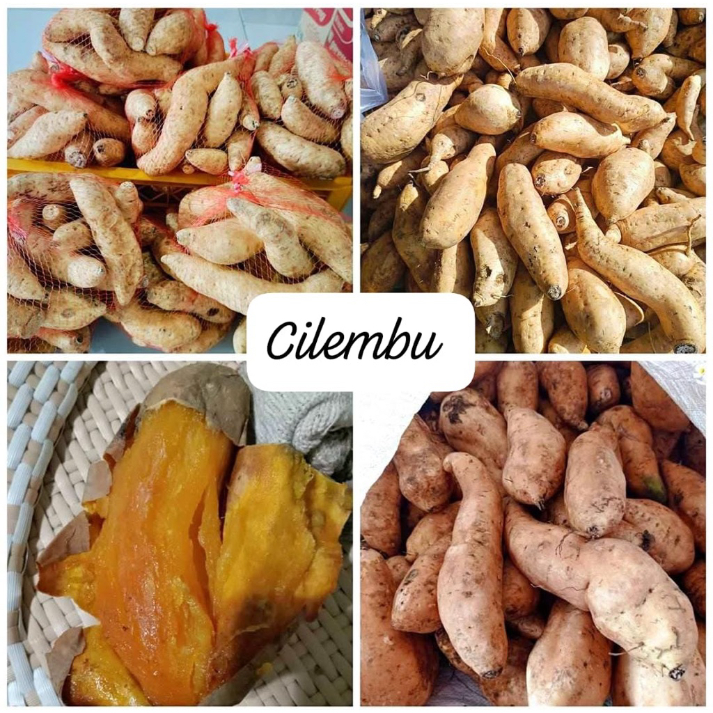 

[500gram] Ubi Cilembu Oven / Ubi Madu Cilembu fresh isi banyak (TERMURAH)