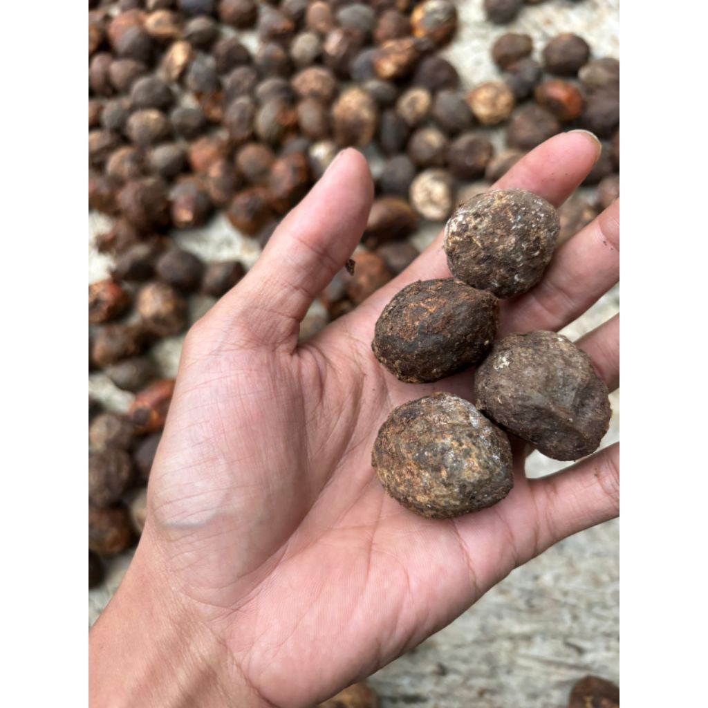 

kemiri gelondong bumbu 1kg