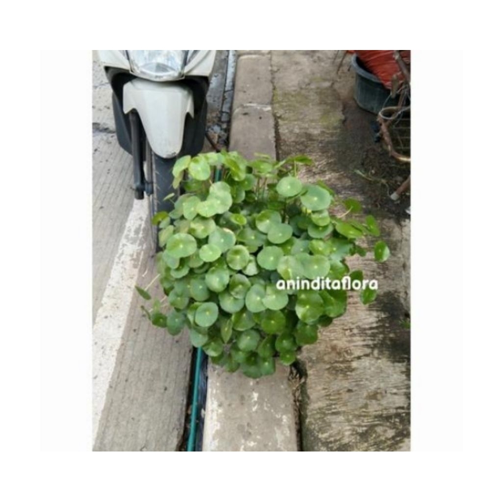 tanaman herbal daun pegagan