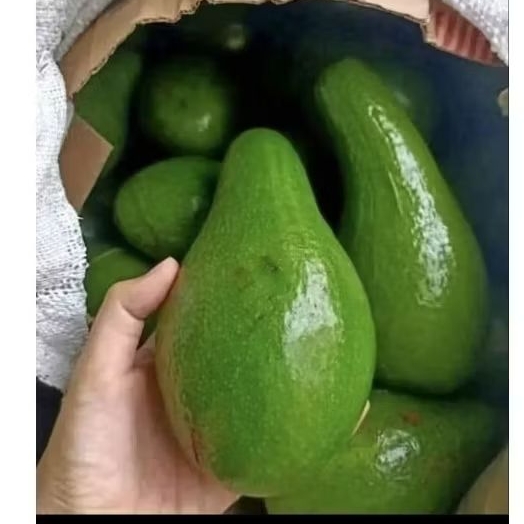 

Buah Alpukat Aligator Pokat Aligator 1 Kg Segar