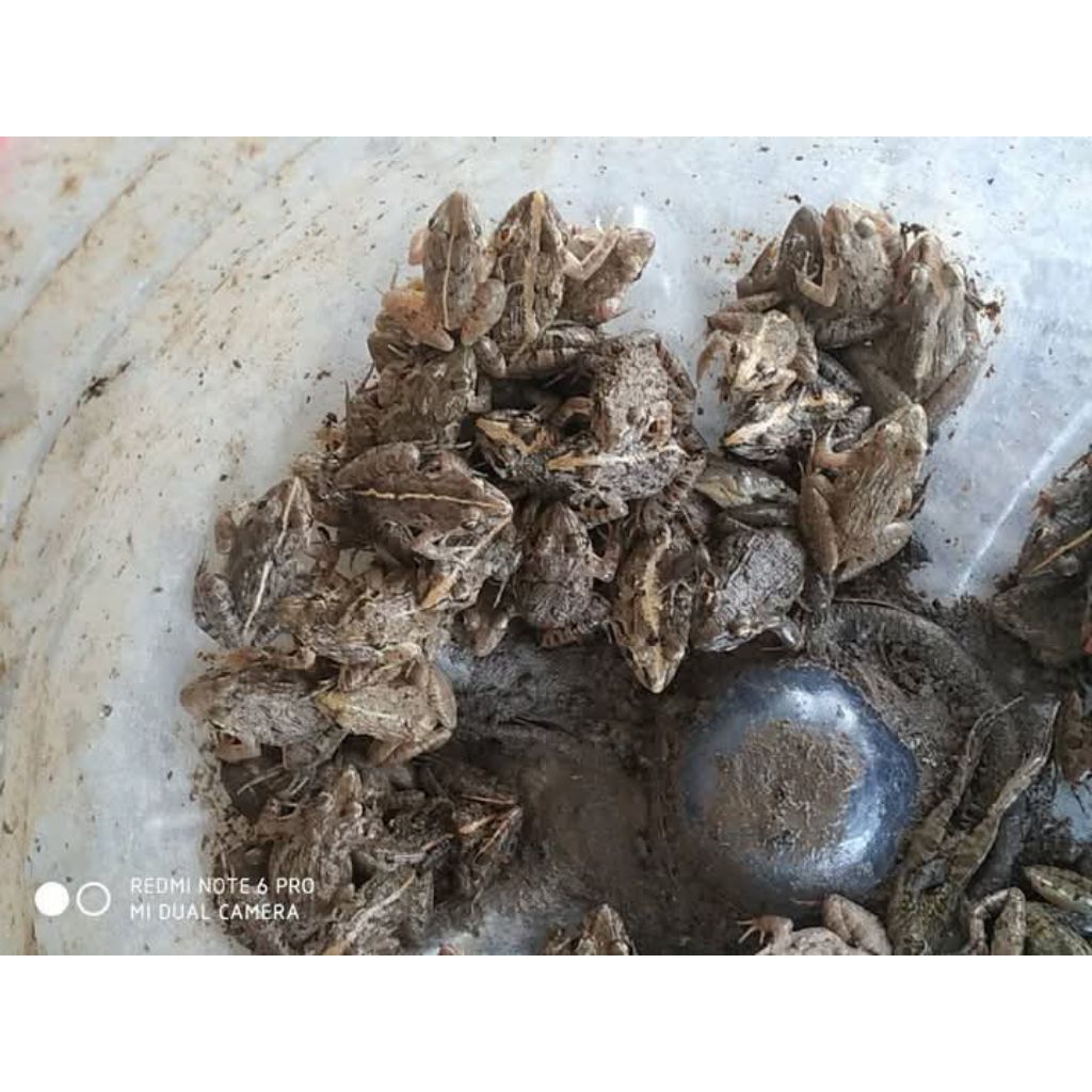 Qweena1 Katak Sawah // Percil Hidup // Pakan Reptil //Pakan Ikan Predator Uk 3-5Cm Besar Isi 10Ekor