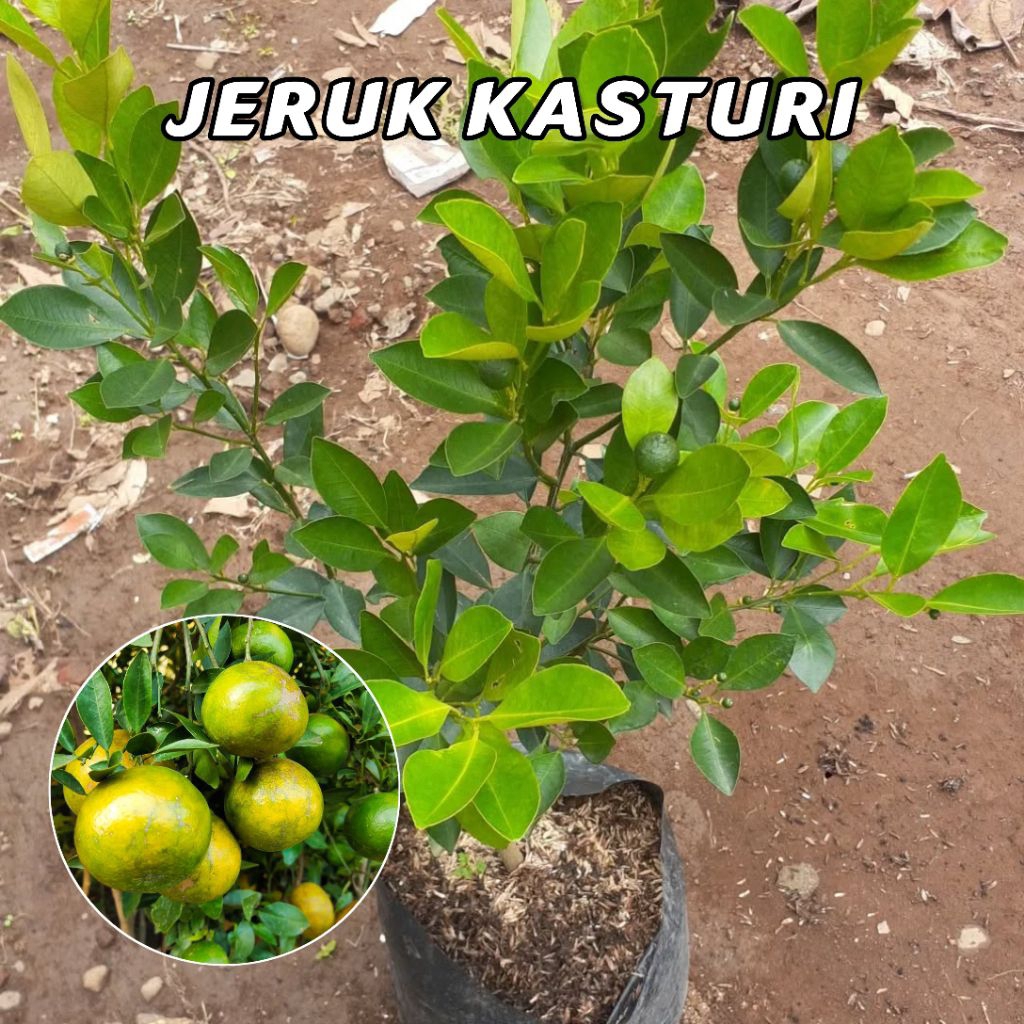 Bibit Jeruk Kasturi Okulasi / Jeruk Sonkit
