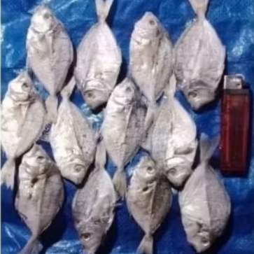 

777.GRAM.IKAN.LAYANGAN./IKAN.PETEK./IKAN.PE♡REK.GEDE