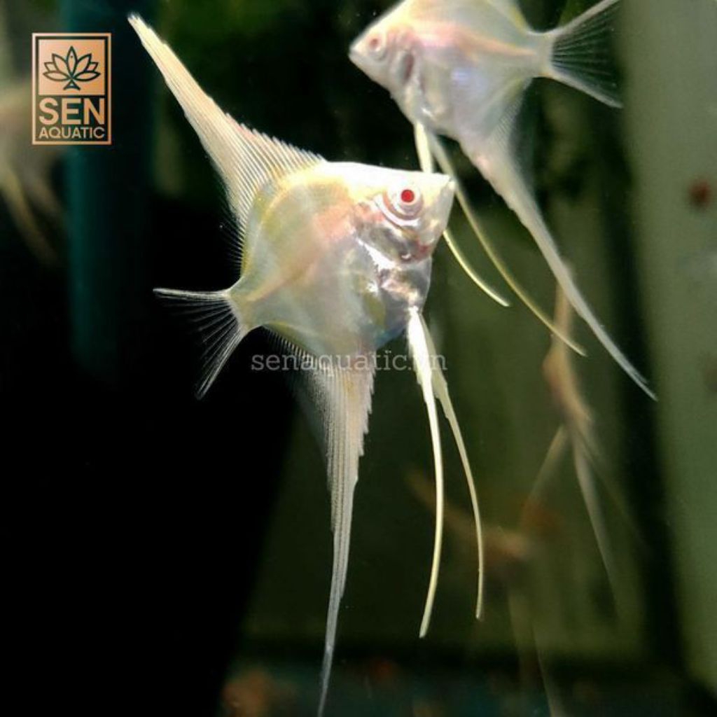 Paket Manfish Golden Red Eye 3 cm / Isi 5 Ekor -  ETALASE