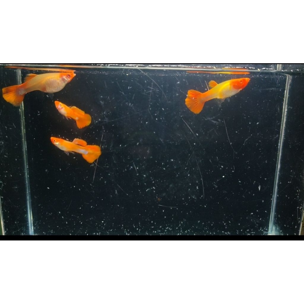 OBAT IKAN GUPPY Albino Koi gen red ear