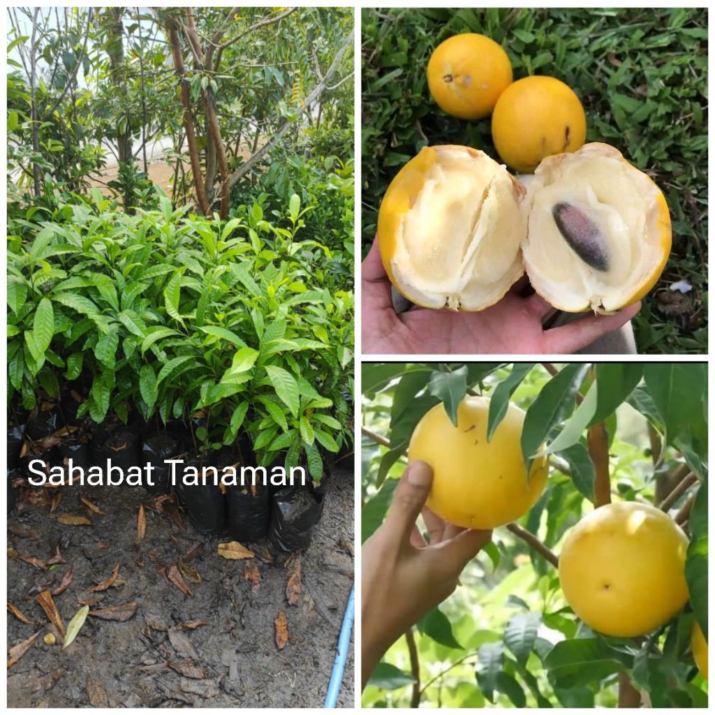 Bibit Sawo Abiu, Sawo Australia