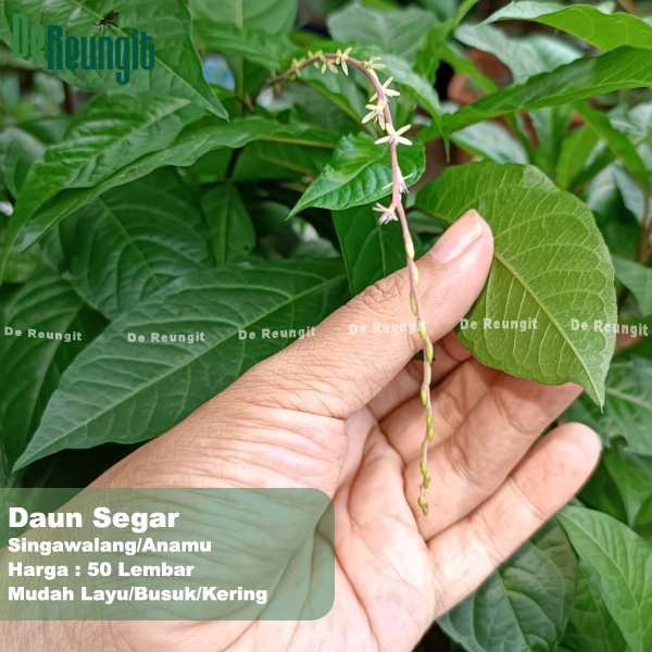 

Daun Singawalang 50 Lembar Anamu Singowalang Singa Walang (Mudah Kering)