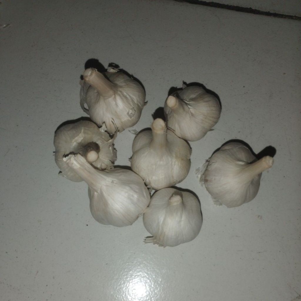 

bawang kating kotor 1KG