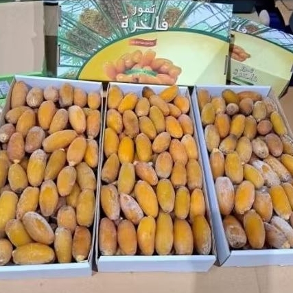 

kurma ruthob libya 1kg premium panen terbaru